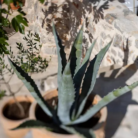 Villa Father's Heart - Zf Hvar Zarače